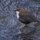 Wasseramsel (Cinclus cinclus)