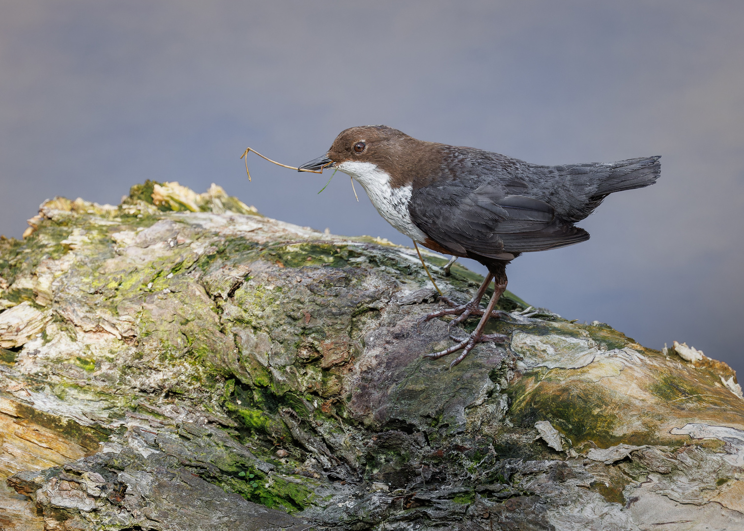 Wasseramsel (Cinclus cinclus)