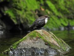 Wasseramsel, Cinclus cinclus