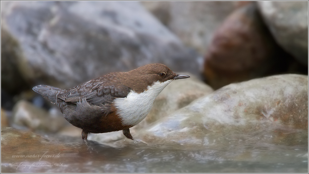 Wasseramsel (Cinclus cinclus)