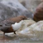 Wasseramsel (Cinclus cinclus)