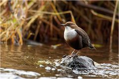 Wasseramsel  (Cinclus cinclus)