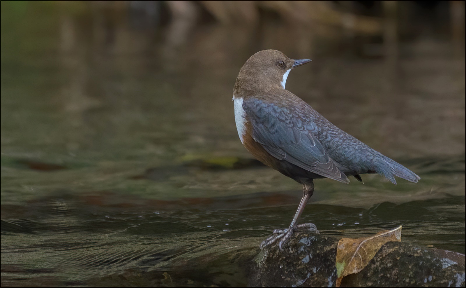 Wasseramsel ( Cinclus cinclus )