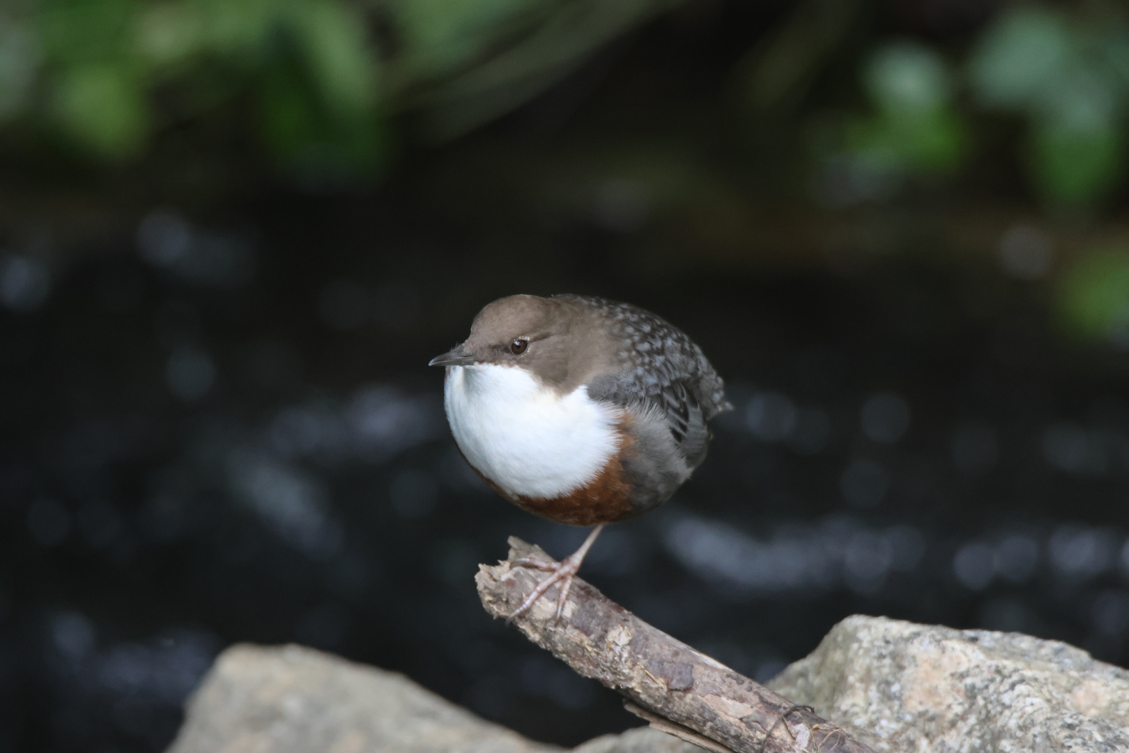 Wasseramsel Cinclus cinclus