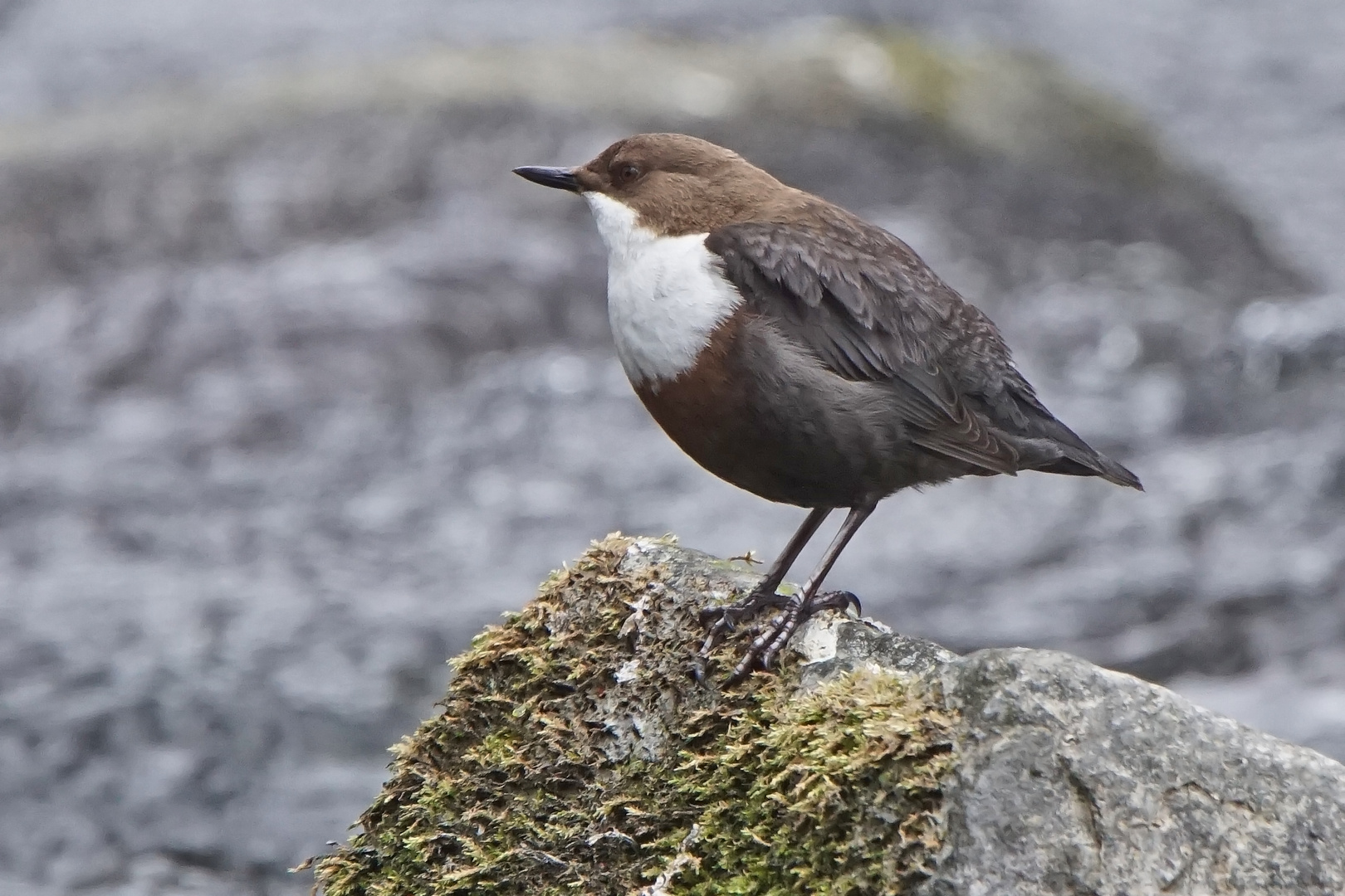 Wasseramsel (Cinclus cinclus)