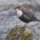 Wasseramsel (Cinclus cinclus)