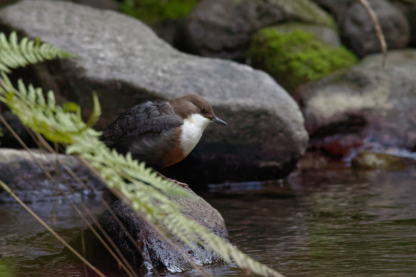 Wasseramsel -  (Cinclus cinclus)