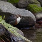 Wasseramsel -  (Cinclus cinclus)