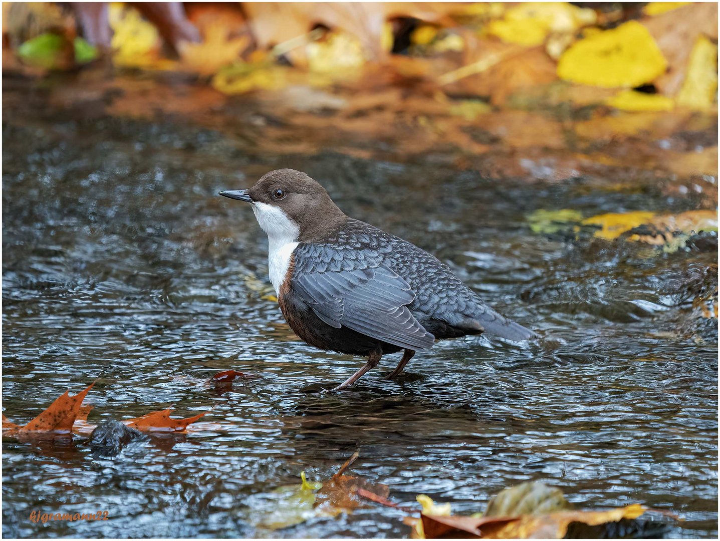 wasseramsel (cinclus cinclus) ...