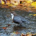 wasseramsel (cinclus cinclus) ...