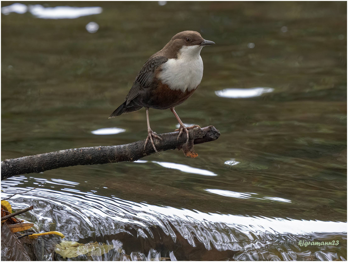 Wasseramsel (Cinclus cinclus) ....