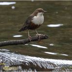 Wasseramsel (Cinclus cinclus) ....