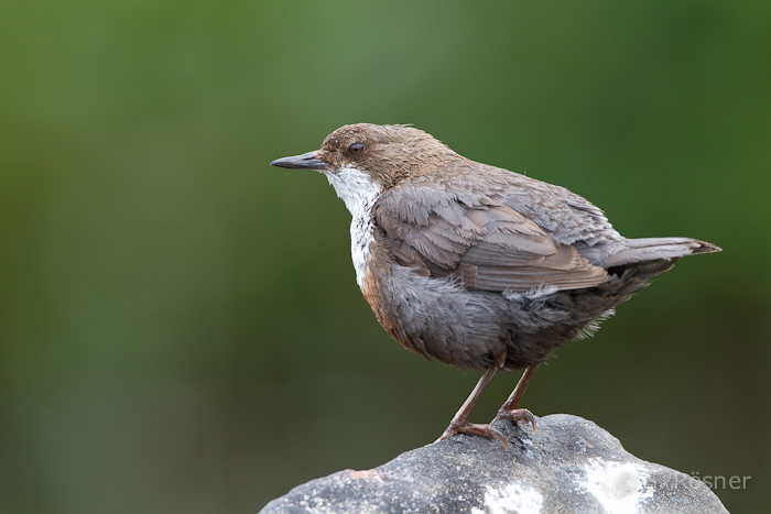 Wasseramsel (Cinclus cinclus)