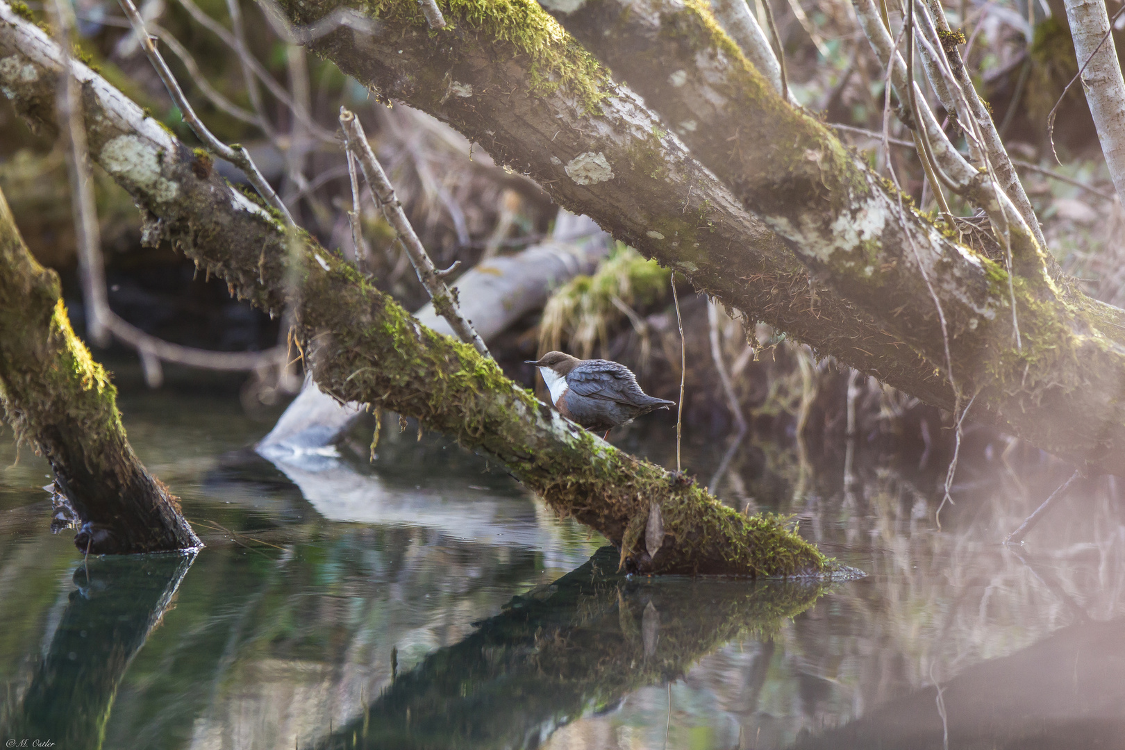 Wasseramsel (Cinclus cinclus)