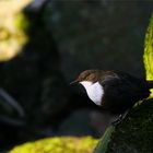 Wasseramsel - Cinclus cinclus - am rauschenden Bach