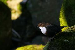 Wasseramsel - Cinclus cinclus - am rauschenden Bach