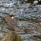 Wasseramsel (Cinclus cinclus)