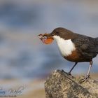 Wasseramsel (Cinclus cinclus) beim Nestbau