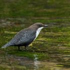 Wasseramsel (Cinclus cinclus)