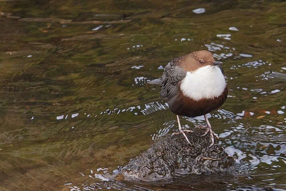 Wasseramsel (Cinclus cinclus)