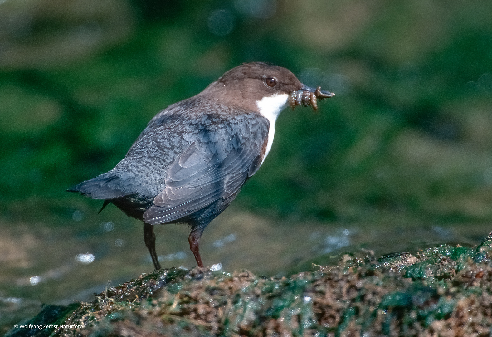 " Wasseramsel "  ( Cinclus cinclus )