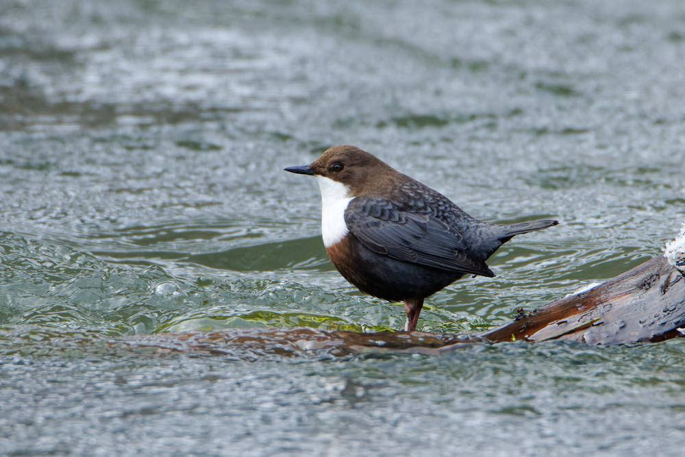 Wasseramsel (Cinclus cinclus)