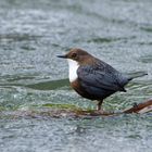 Wasseramsel (Cinclus cinclus)