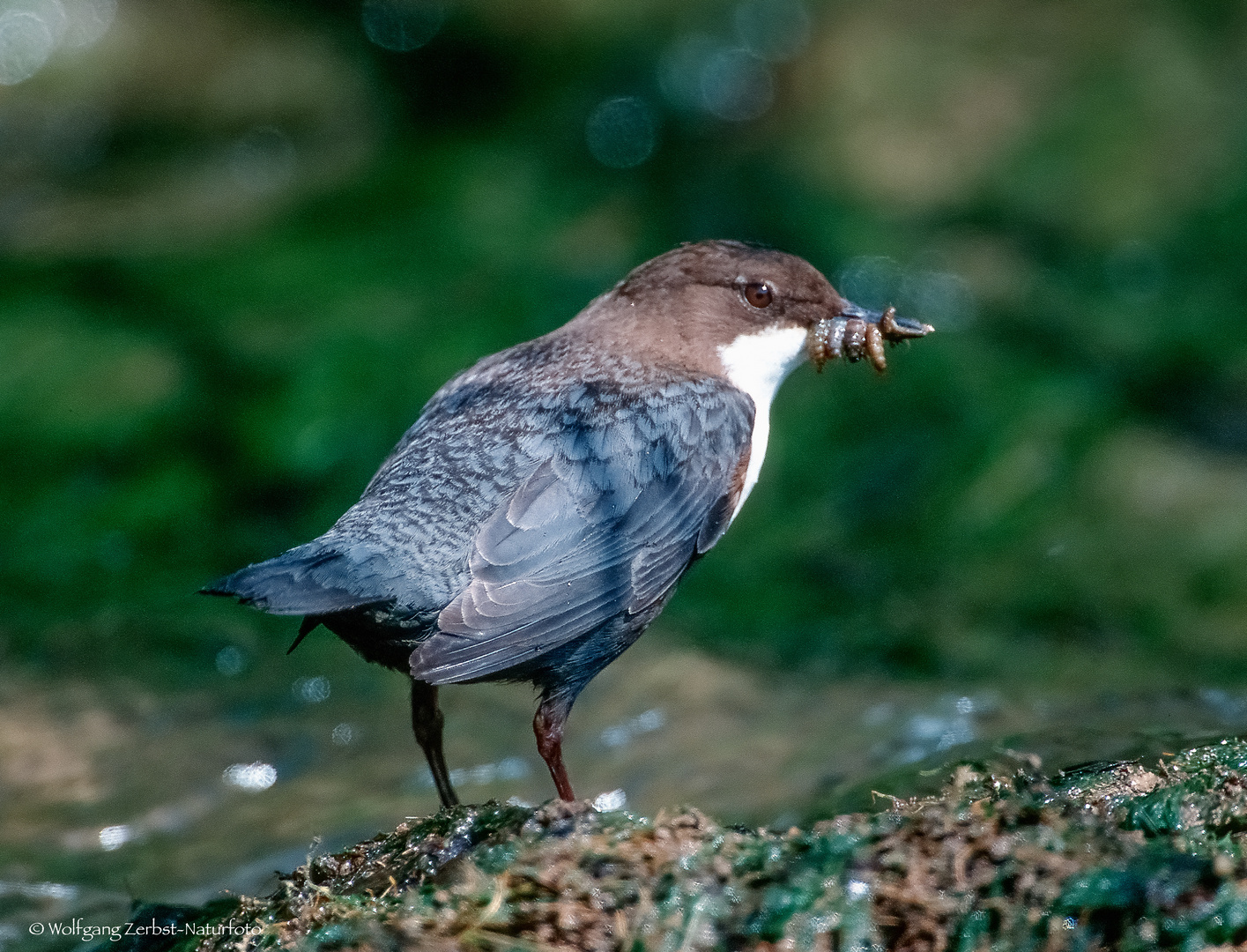  - WASSERAMSEL - ( Cinclus cinclus )