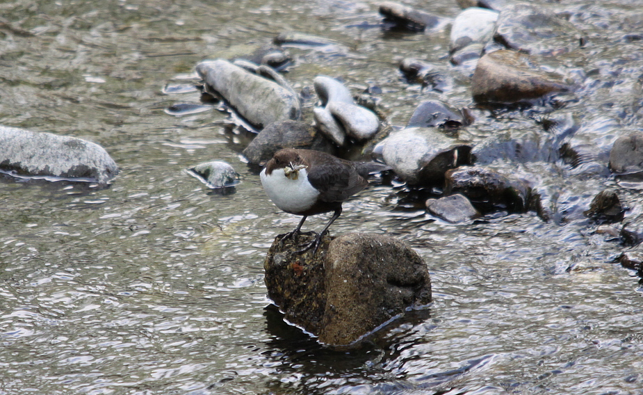 Wasseramsel (Cinclus cinclus)