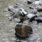 Wasseramsel (Cinclus cinclus)