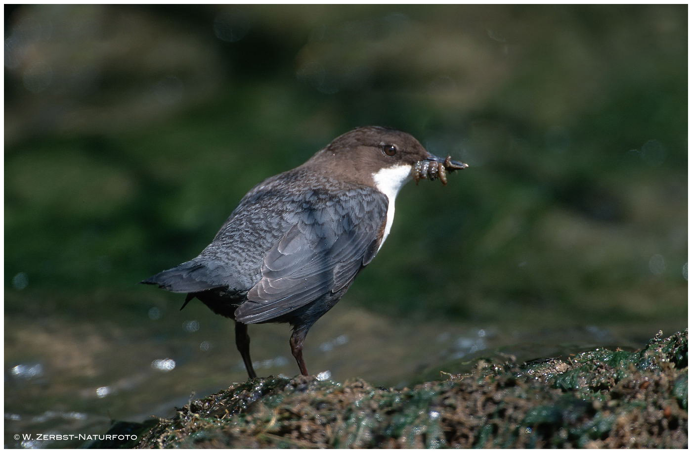 --- Wasseramsel --- ( Cinclus cinclus )