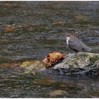 Wasseramsel (Cinclus cinclus)