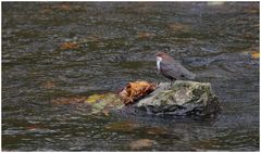 Wasseramsel (Cinclus cinclus)