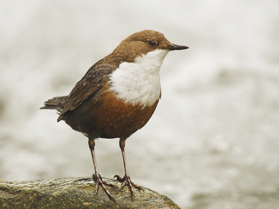 Wasseramsel (Cinclus cinclus)