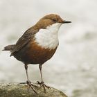 Wasseramsel (Cinclus cinclus)