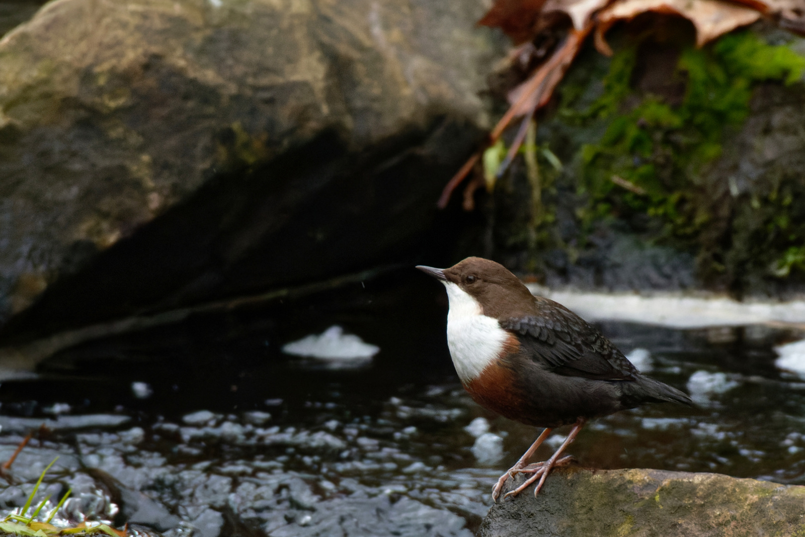 Wasseramsel (Cinclus cinclus)