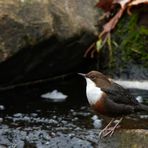 Wasseramsel (Cinclus cinclus)