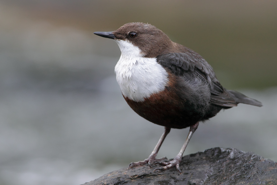 Wasseramsel (Cinclus cinclus)