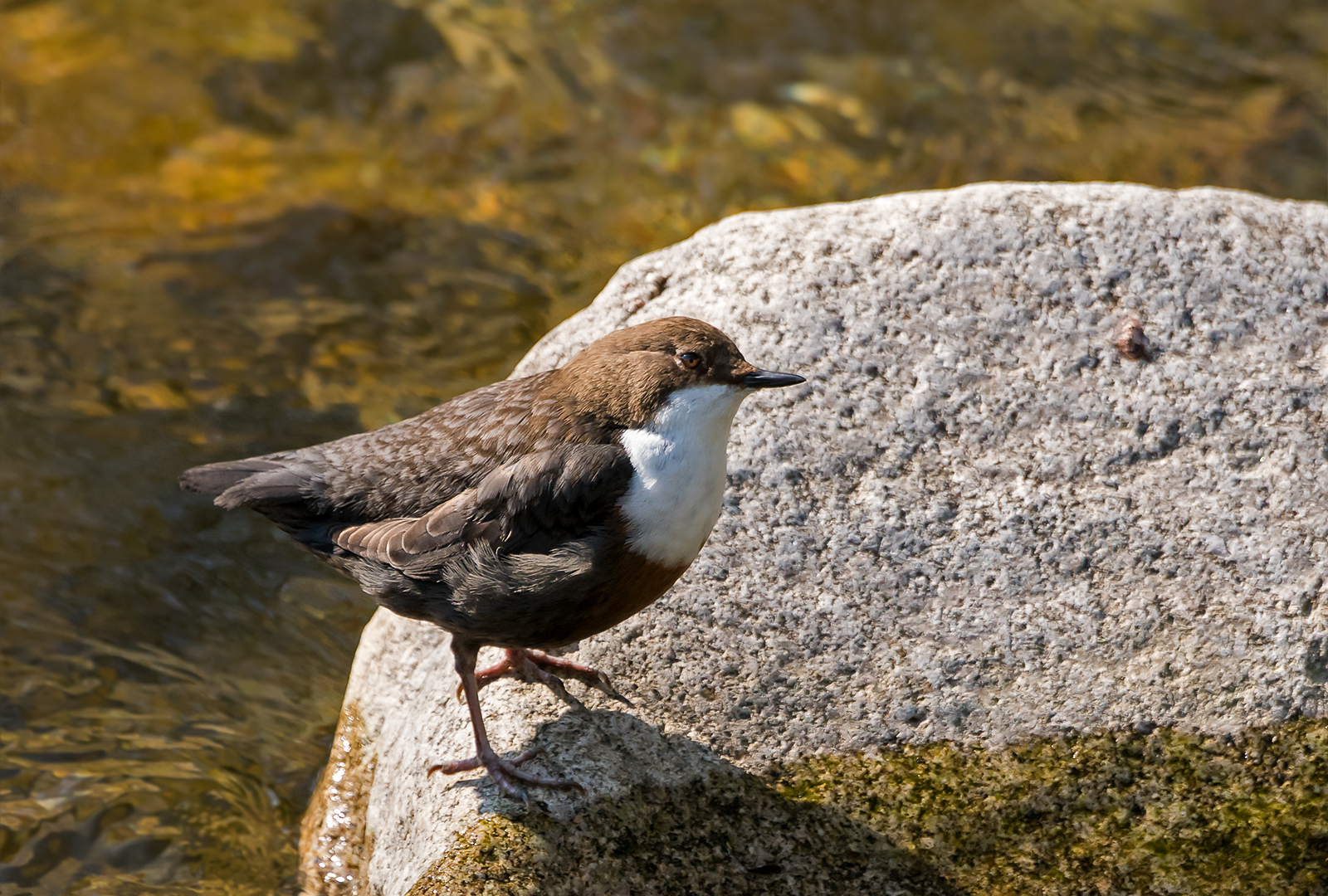 Wasseramsel - Cinclus cinclus