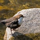 Wasseramsel - Cinclus cinclus