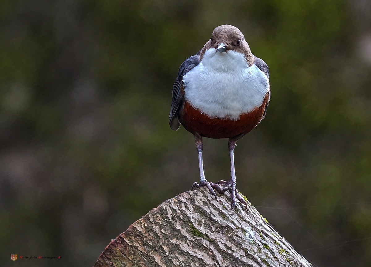 Wasseramsel (Cinclus cinclus)