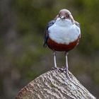 Wasseramsel (Cinclus cinclus)