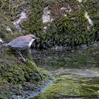 Wasseramsel (Cinclus cinclus)