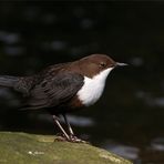 Wasseramsel - Cinclus cinclus -