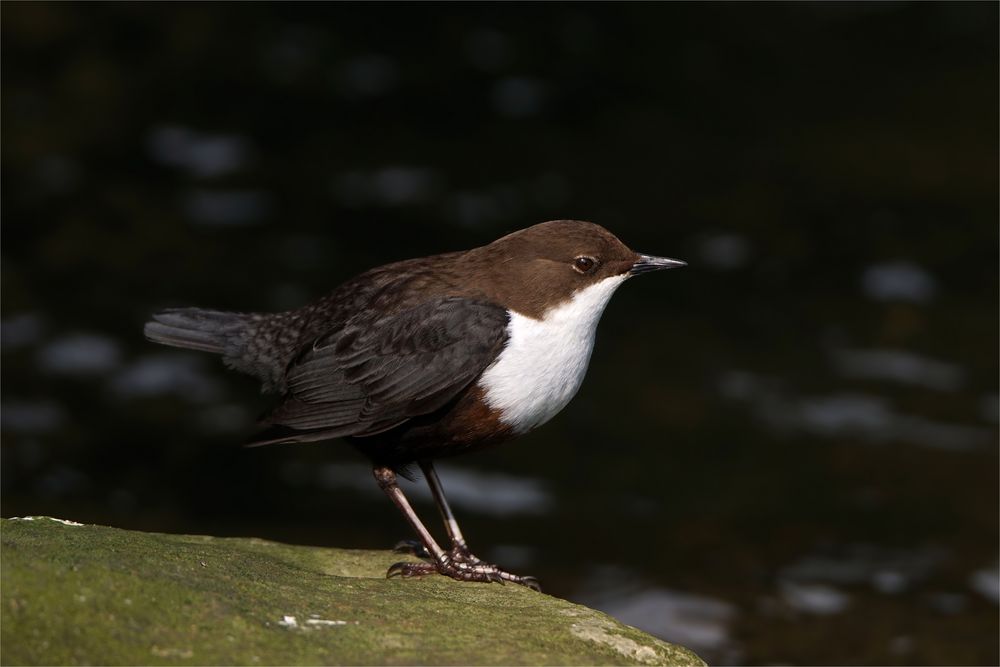 Wasseramsel - Cinclus cinclus -