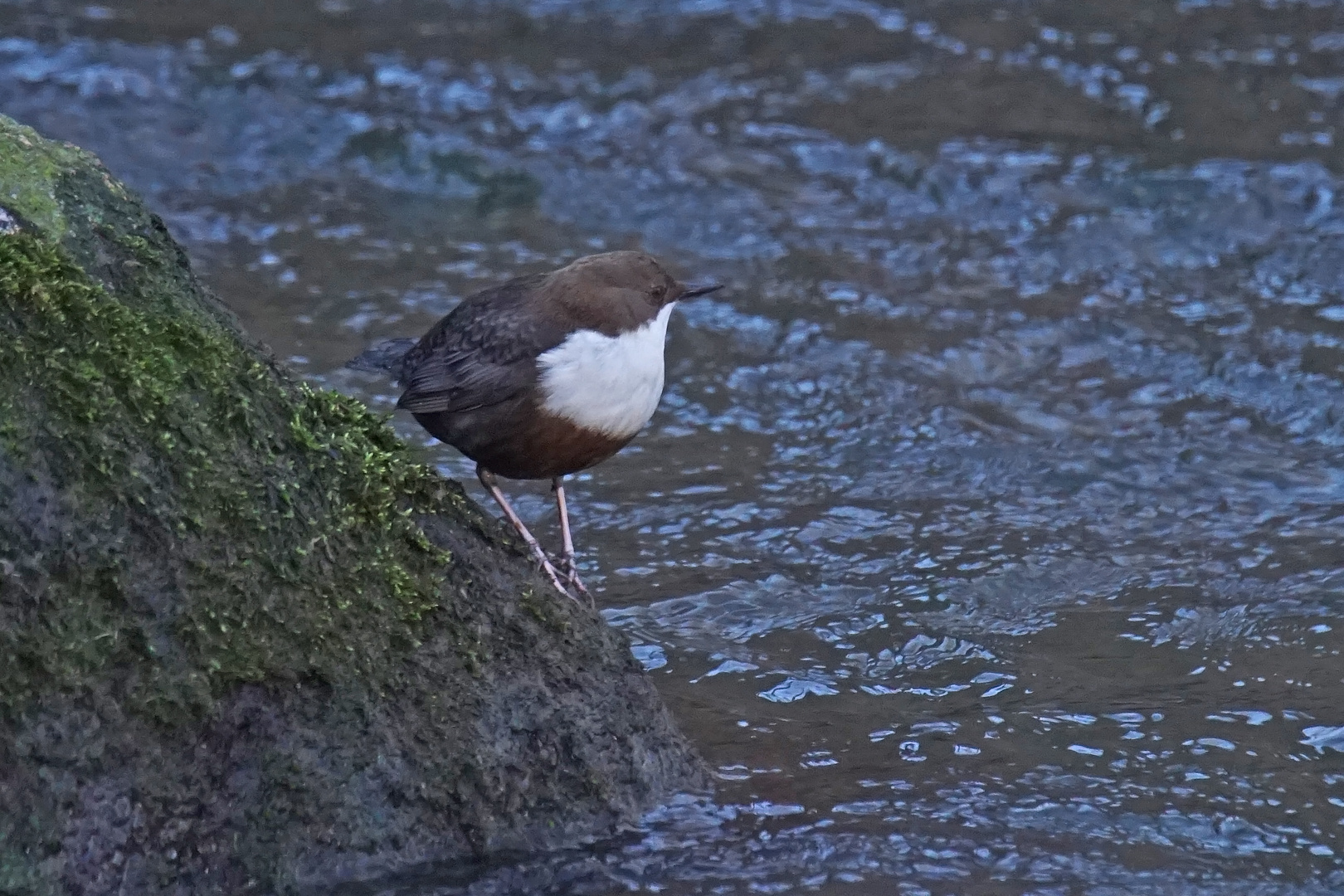 Wasseramsel (Cinclus cinclus)