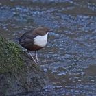 Wasseramsel (Cinclus cinclus)