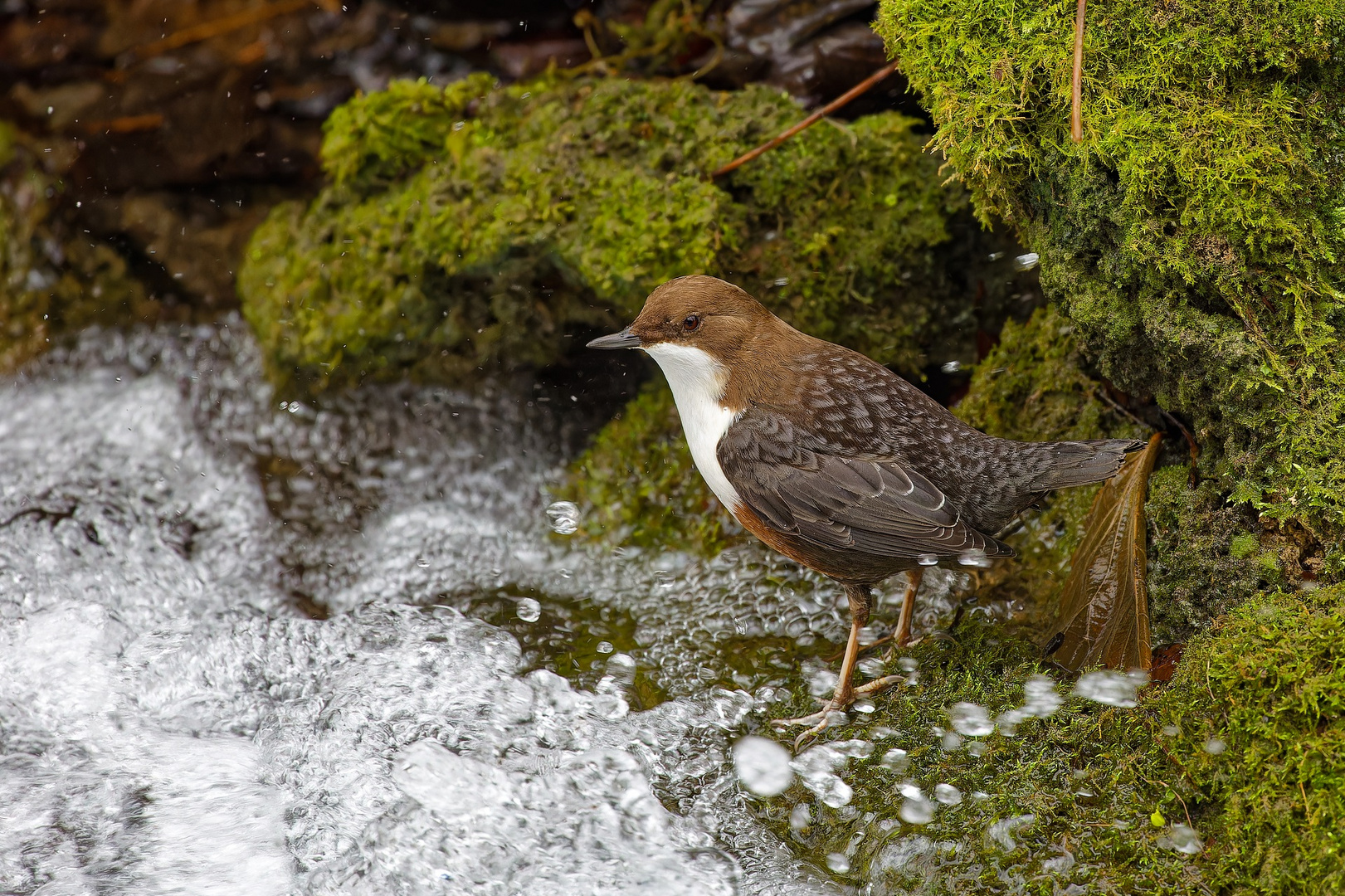 Wasseramsel (Cinclus cinclus)