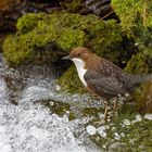 Wasseramsel (Cinclus cinclus)