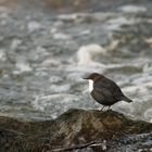 Wasseramsel (Cinclus cinclus)